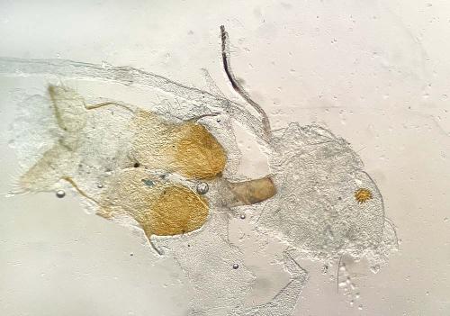Réf. 346 901 : Schrankia taenialis